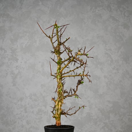 Commiphora myrrha / コミフォラ ミルラ 【微発根】