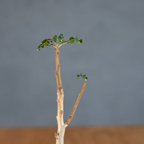 Boswellia nana / ボスウェリア ナナ 【発根済】