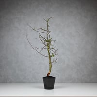 Commiphora myrrha / コミフォラ ミルラ 【微発根】