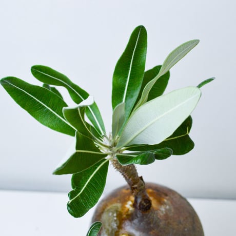 【PL】Pachypodium rosulatum var. gracilius / パキポディウム グラキリウス + 信楽焼 (微発根)