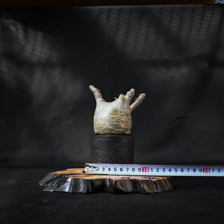 Pachypodium rosulatum var. gracilius / パキポディウム グラキリス 【微発根】