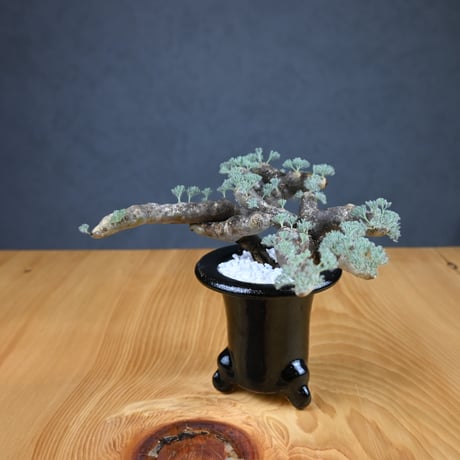 Monsonia multifida  (Sarcocaulon multifidum) / モンソニア ムルチフィダ (サルコカウロン ムルチフィズム) 【発根済】  + 万年青鉢