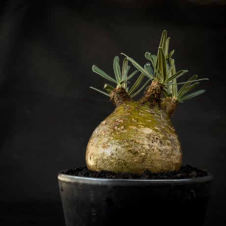 【Premium Line】 Pachypodium rosulatum var. gracilius / パキポディウム グラキリス 【微発根】+  MANGAN
