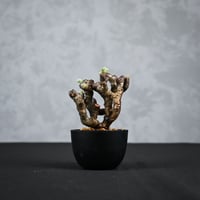 Pelargonium mirabile / ペラルゴニウム ミラビレ 【枝挿】【微発根】