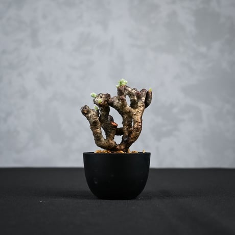 Pelargonium mirabile / ペラルゴニウム ミラビレ 【枝挿】【微発根】