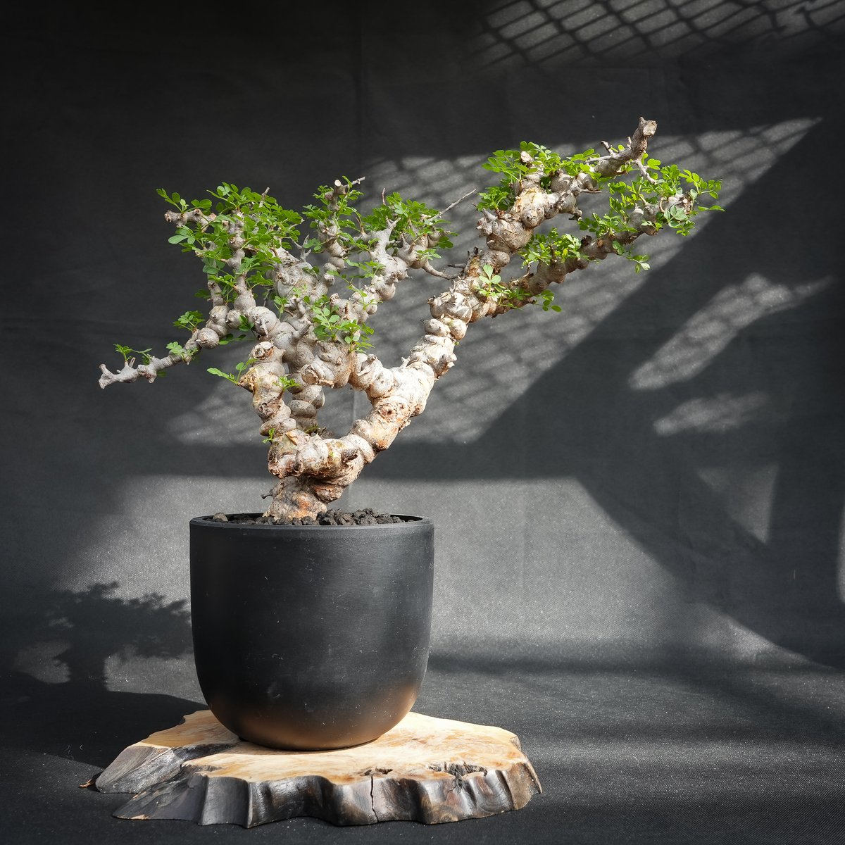 Commiphora sp. somalia eyl / コミフォラ エイル (微発根) | ...