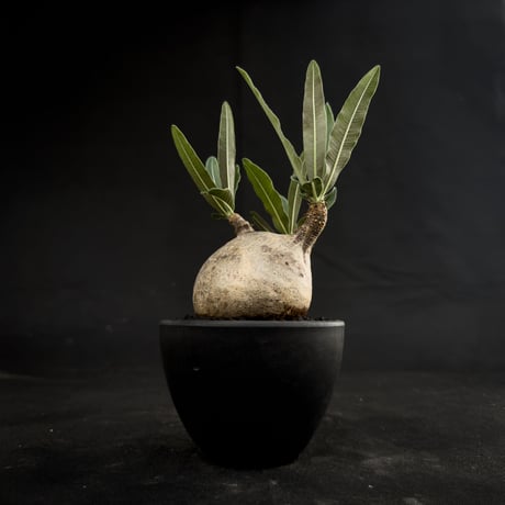 Pachypodium rosulatum var. gracilius / パキポディウム グラキリス 【微発根】