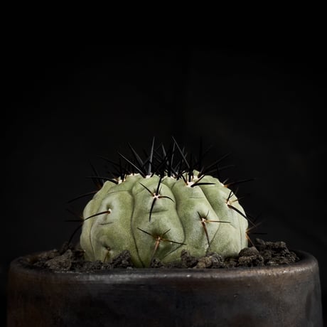 【Premium Line】Copiapoa cinerea / コピアポア シネレア 黒王丸 【実生】+ 万山鉢