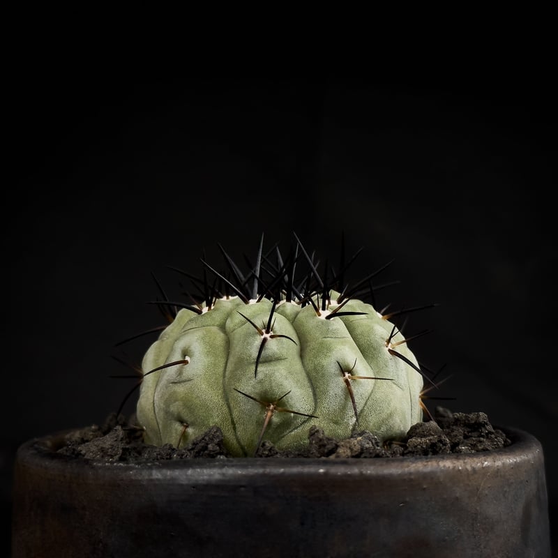 Premium Line】Copiapoa cinerea / コピアポア シネレア 黒王丸 Premium Line】Copiapoa cinerea / コピアポア シネレア 黒王丸
