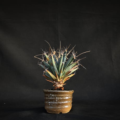 Leuchtenbergia principis / レウクテンベルギア プリンキピス 晃山 【発根済】