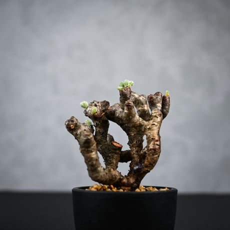 Pelargonium mirabile / ペラルゴニウム ミラビレ 【枝挿】【微発根】