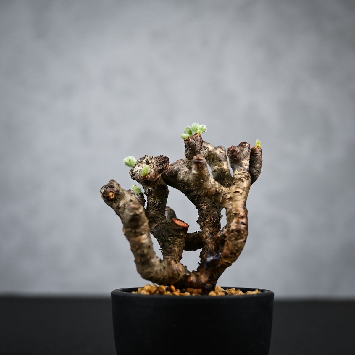 Pelargonium mirabile / ペラルゴニウム ミラビレ 【枝挿】【微発根】 |