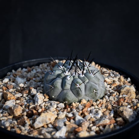 Copiapoa cinerea / コピアポア シネレア 黒王丸 【実生】