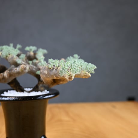Monsonia multifida  (Sarcocaulon multifidum) / モンソニア ムルチフィダ (サルコカウロン ムルチフィズム) 【発根済】  + 万年青鉢