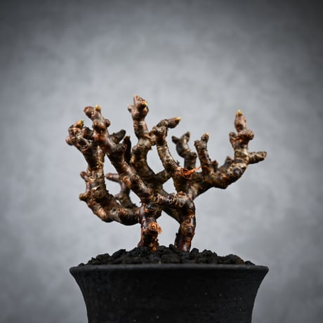 Pelargonium mirabile / ペラルゴニウム ミラビレ 【枝挿】【微発根】+ 信楽焼