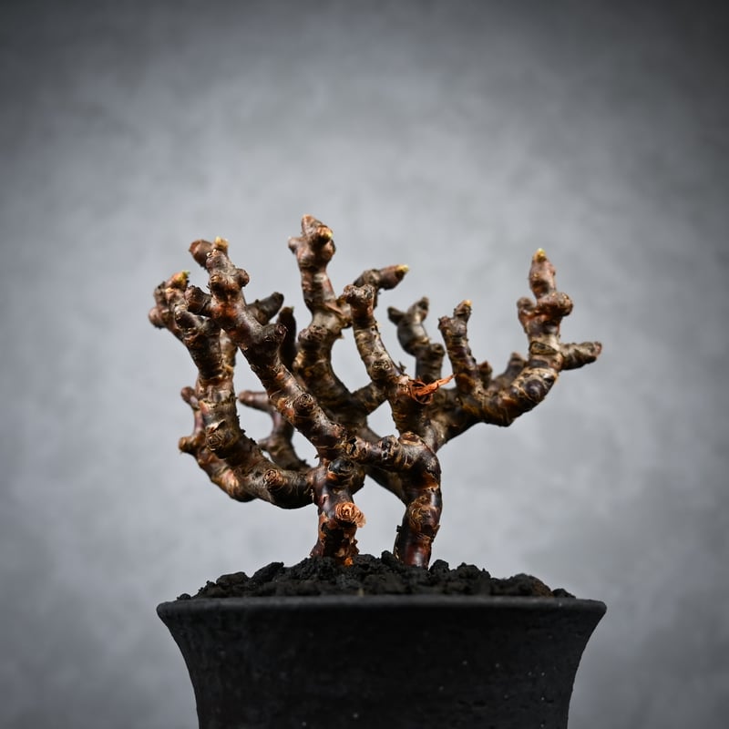 ペラルゴニウムミラビレ　良型　微発根 Pelargonium mirabile / ペラルゴニウム ミラビレ 【枝挿】【微発根】+