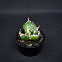 Agave titanota ' Whate Whale ' / アガベ チタノタ '白鯨 '   【発根済】