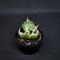 Agave titanota \' Whate Whale \' / アガベ チタノタ \'白鯨 \'   【発根済】