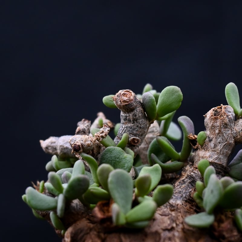 Ceraria pygmaea / ケラリア ピグマエア 【発根済】 [雌雄未判別