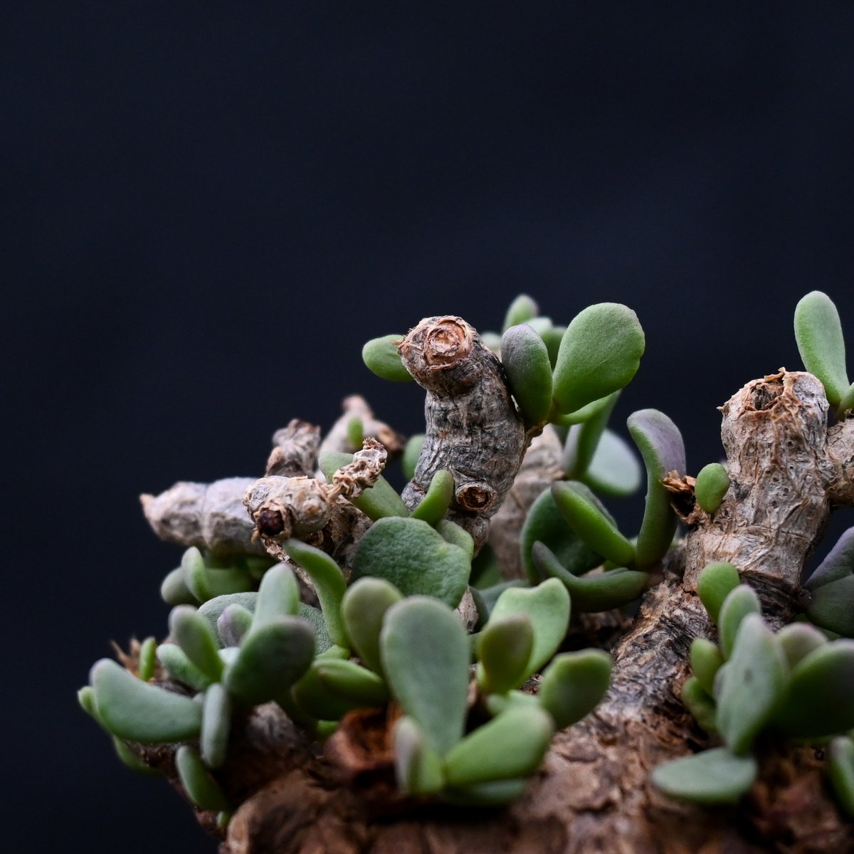 Ceraria pygmaea / ケラリア ピグマエア 【発根済】 [雌雄未判別 Ceraria pygmaea / ケラリア ピグマエア 【発根済】 [雌雄未判別