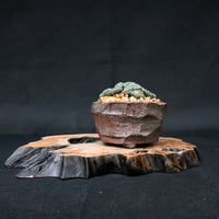 Lophophora williamsii / ロフォフォラ ウィリアムシー 鳥羽玉 【実生】