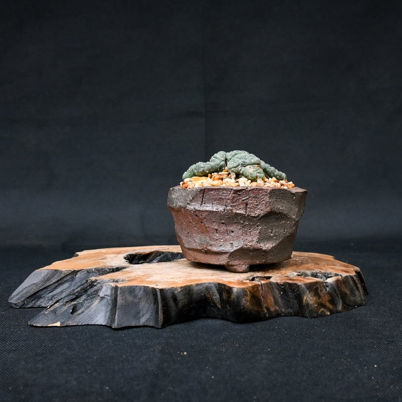 広島羅本 牛乳植物 羅本製所 sofubi workソフビ THOR u*1様 羅本製所 牛乳植物 sofubi work ソフビ THOR 61kQimZEb5L._UF350,