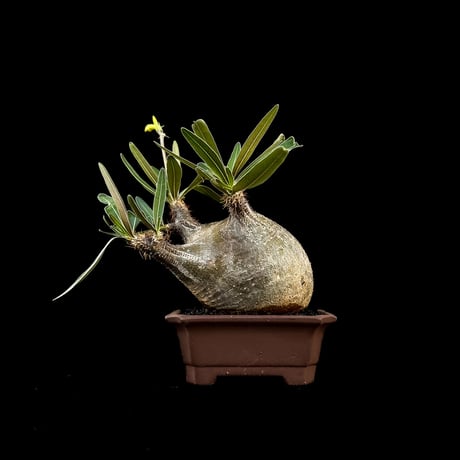 【選抜】 Pachypodium rosulatum var. gracilius / パキポディウム グラキリス 【微発根】