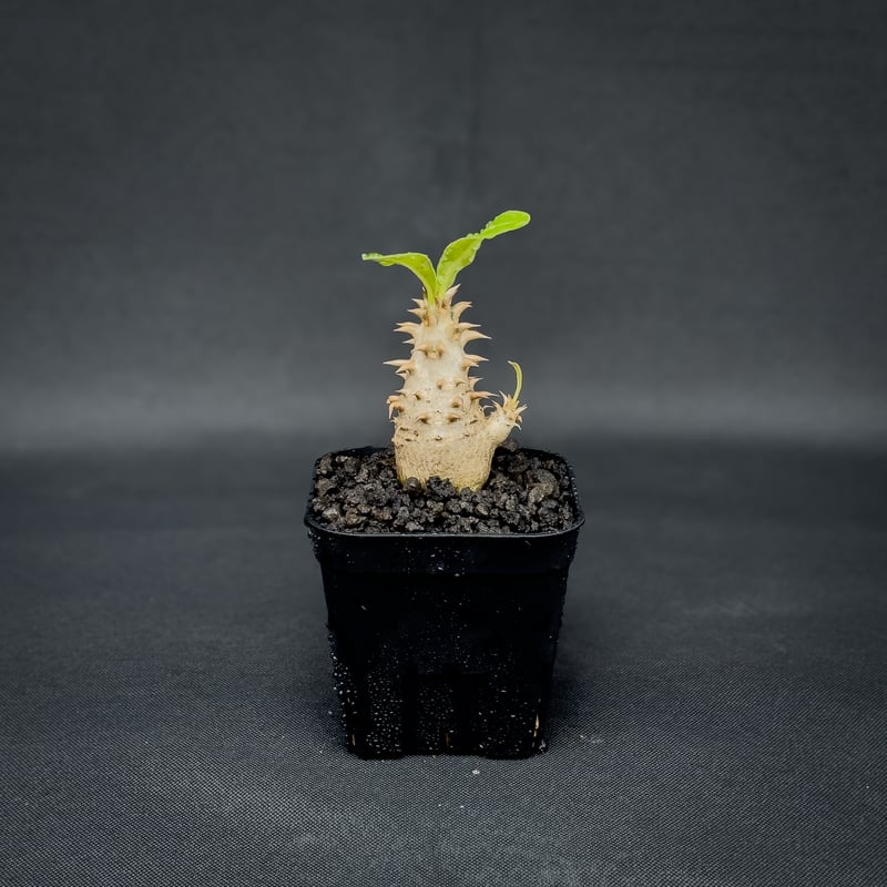 Pachypodium bicolor / パキポディウム ビカラー (バイカラー)【実生】