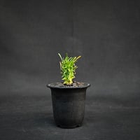 Euphorbia schoenlandii / ユーフォルビア スコエランディ 闘牛角【実生】