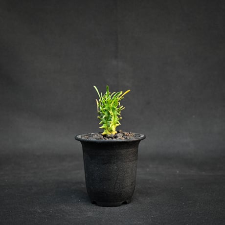 週末セール 闘牛角 闘牛角 | STORES