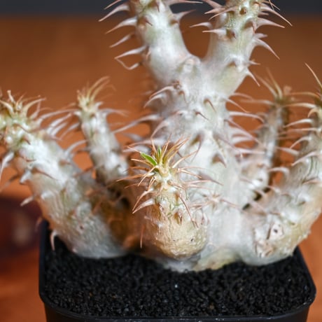 Pachypodium makayense  / パキポディウム マカイエンセ 【微発根】