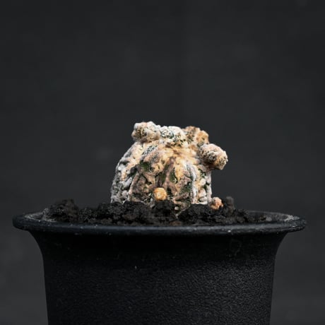 Astrophytum myriostigma f. monstrosa / アストロフィツム 子吹き鸞鳳玉 石化 (モンストローサ) (ランポー)【カキ仔】【自根】