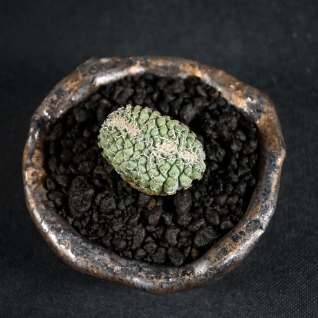 Strombocactus discifromis f. cristata / ストロンボカクタス ディシフォルミス 菊水 二頭 綴化 【実生】 + 信楽焼