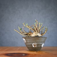 Jatropha marginata / ヤトロファ マルギナータ 【発根済】+ 信楽焼