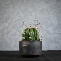 Euphorbia meloformis spp. Super Valida / ユーフォルビア スーパーバリダ 【雌株】【高木実生】 + 信楽焼