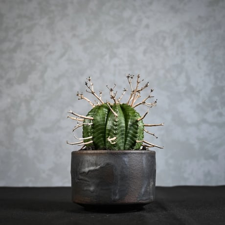 Euphorbia meloformis spp. Super Valida / ユーフォルビア スーパーバリダ 【雌株】【高木実生】 + 信楽焼