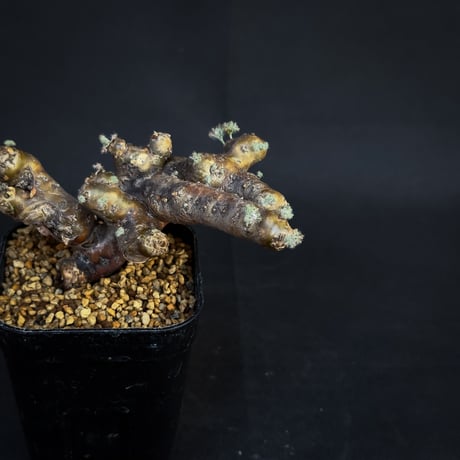 Monsonia multifida  (Sarcocaulon multifidum) / モンソニア ムルチフィダ (サルコカウロン ムルチフィズム)[微発根]
