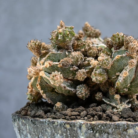 Astrophytum myriostigma f. monstrosa / アストロフィツム 子吹き鸞鳳玉 石化 (モンストローサ) (ランポー)【実生】 + 信楽焼