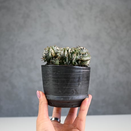 Euphorbia horrida f. monstrosa cristata / ユーフォルビア ホリダ 石化 綴化 (クリスタータ)【実生】+ 信楽焼