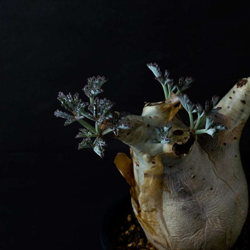 Cyphostemma betiforme Somalia / キフォステンマ ベティフォルメ Cyphostemma betiforme Somalia / キフォステンマ ベティフォルメ