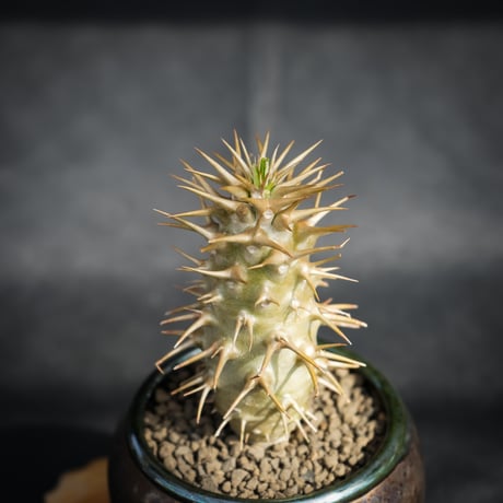 【Premium Line】 Pachypodium ambongense / パキポディウム アンボンゲンセ 【微発根】 + Vintage 【後藤 瑞葉】