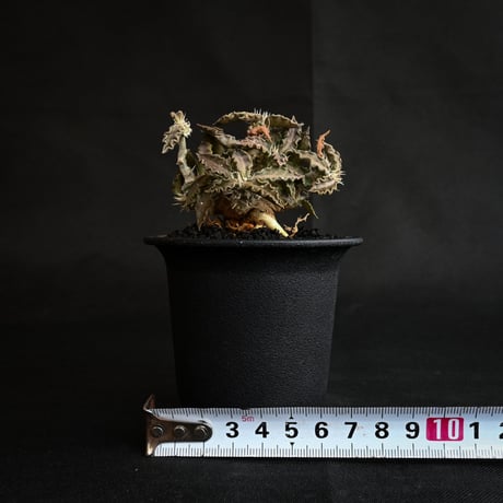 Euphorbia tulearensis / ユーフォルビア トゥレアレンシス 【発根済】