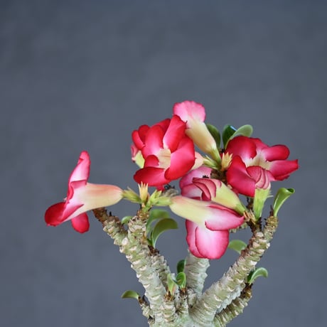 Adenium ' Medusa ' / アデニウム メデューサ 獅子葉 【発根済】