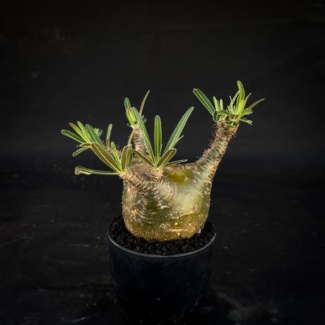 Pachypodium rosulatum var. gracilius / パキポディウム グラキリス 【微発根】