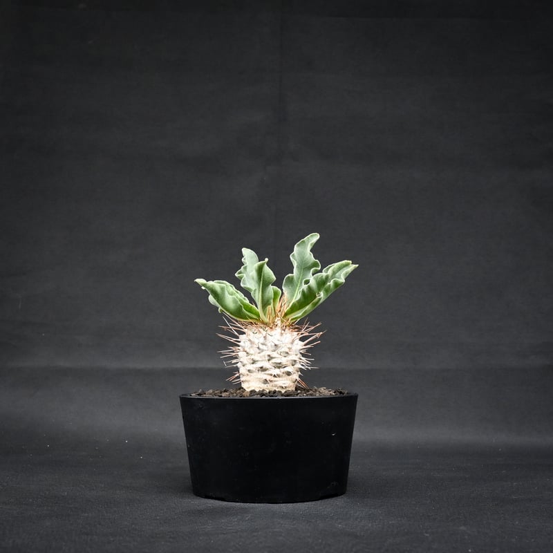 Pachypodium namaquanum / パキポディウム ナマクアナム 【実生