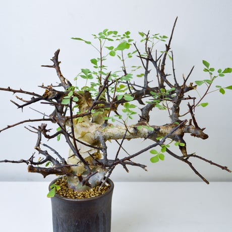 【PL】Commiphora kataf ver. turkanensis / コミフォラ カタフ ターカネンシス + 信楽焼 (微発根)