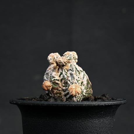 Astrophytum myriostigma f. monstrosa / アストロフィツム 子吹き鸞鳳玉 石化 (モンストローサ) (ランポー)【カキ仔】【自根】