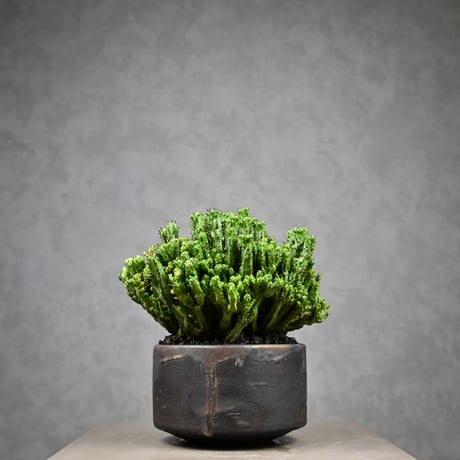 Euphorbia enopla f. monstrosa cristata / ユーフォルビア エノプラ 石化 綴化【実生】 + 信楽焼