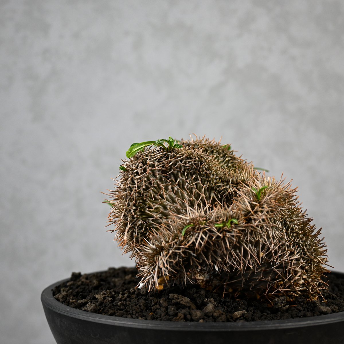 パキポディウム ラメリー  綴化（クリスタータ） 植物】パキポディウム ラメリー クリスタータ 接木 タイ実生株 1