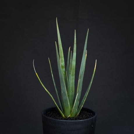 Dracaena cinnabari / ドラセナ シナバリ 【発根済】